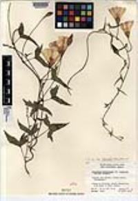 Calystegia macrostegia image