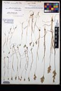 Bromus hordeaceus image