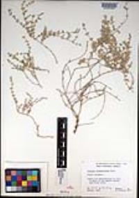 Atriplex frankenioides image