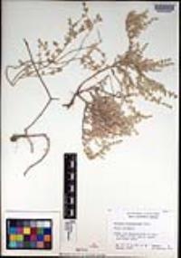 Atriplex frankenioides image