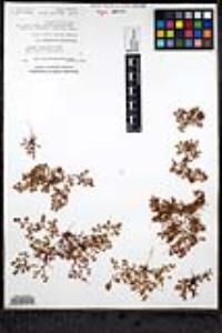 Chorizanthe chaetophora image