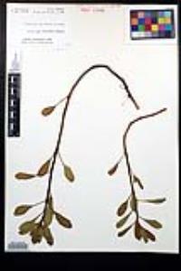 Ludwigia peploides subsp. peploides image