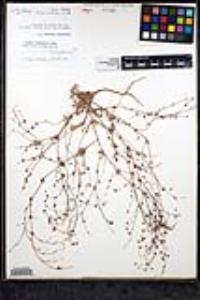 Nemacaulis denudata var. gracilis image