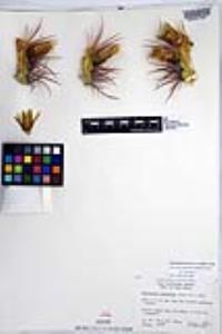Ferocactus cylindraceus image
