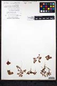 Chorizanthe chaetophora image