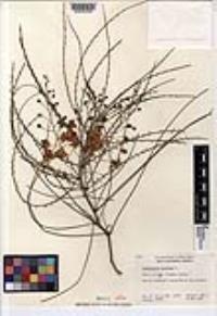 Parkinsonia aculeata image