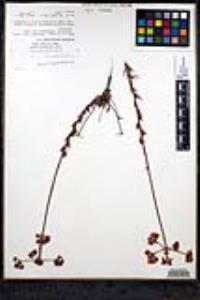 Eriogonum fasciculatum var. flavoviride image