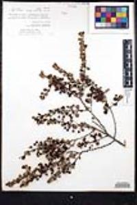 Ceanothus verrucosus image