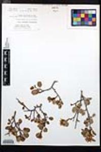 Amelanchier utahensis image