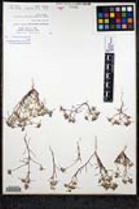 Eriastrum sapphirinum subsp. dasyanthum image