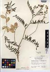 Astragalus douglasii var. glaberrimus image