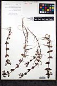 Veronica americana image
