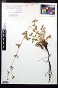 Drymocallis glandulosa var. reflexa image