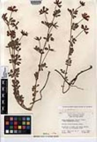 Acmispon grandiflorus var. grandiflorus image