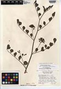 Hosackia crassifolia image