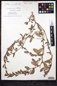Polygonum aviculare subsp. depressum image