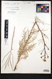 Sisymbrium altissimum image