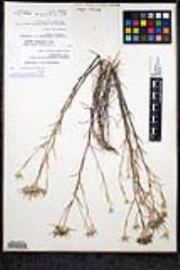 Eriastrum densifolium subsp. austromontanum image