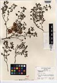 Physalis crassifolia var. crassifolia image