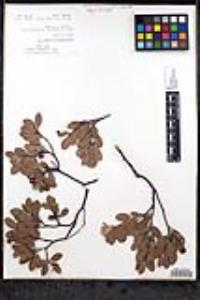 Arctostaphylos pungens image