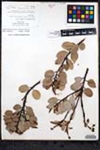 Arctostaphylos glauca image