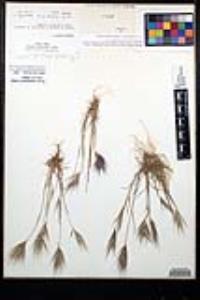 Bromus rubens image