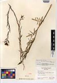 Eruca vesicaria subsp. sativa image