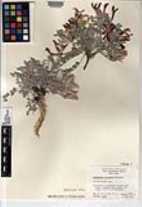 Astragalus coccineus image