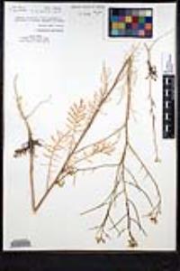 Sisymbrium altissimum image