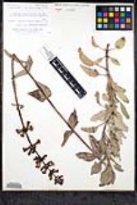 Penstemon angelicus image