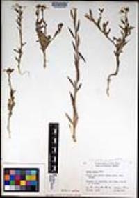 Eruca vesicaria subsp. sativa image