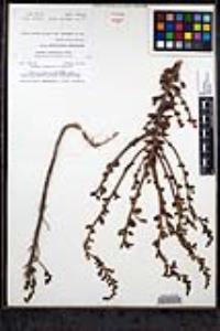 Sairocarpus pusillus image