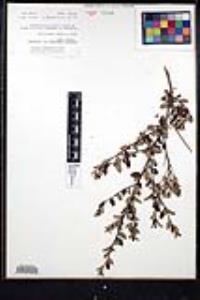 Ceanothus tomentosus image