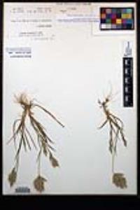 Bromus hordeaceus image