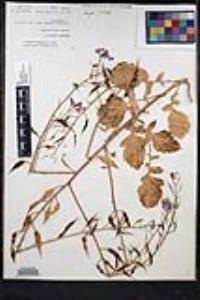 Raphanus raphanistrum image