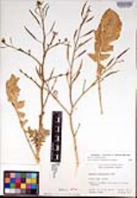 Brassica tournefortii image