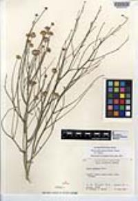 Chloracantha spinosa image