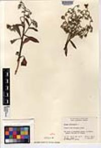 Borago officinalis image