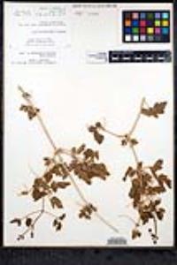 Clematis pauciflora image