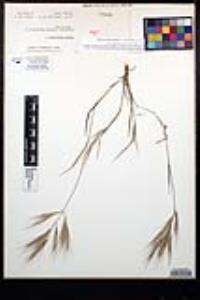 Bromus madritensis image