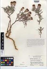 Nicolletia occidentalis image