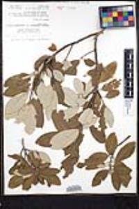 Frangula californica subsp. tomentella image