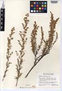 Artemisia californica image