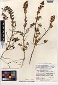 Lupinus arizonicus image