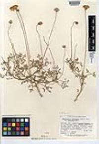 Hofmeisteria fasciculata var. fasciculata image