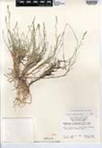 Muhlenbergia richardsonis image