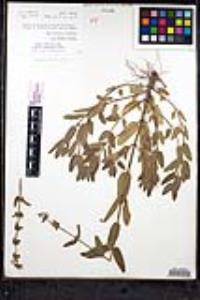 Stachys rigida image