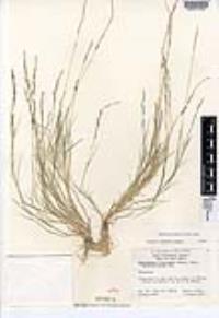 Muhlenbergia filiformis image