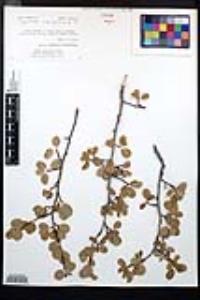 Amelanchier utahensis image