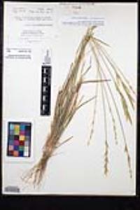 Bromus marginatus image
